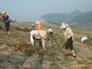 Nhân dân tổ 9 Phường Phương Lâm (TP Hòa Bình) thu gom rác thải khu vực đê Đà Giang.